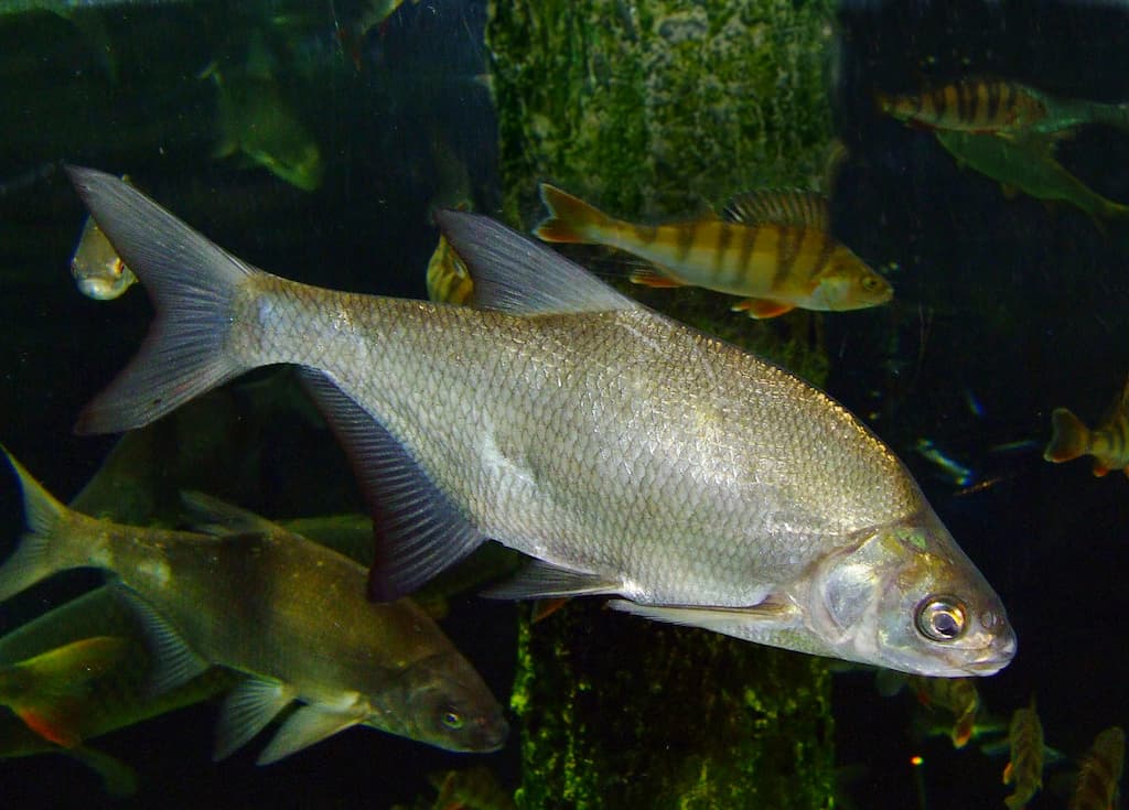 Freshwater bream (Abramis brama) - Credit Микова Наталия on Wikimedia Commons - https://commons.wikimedia.org/wiki/File:Carp_bream.jpg