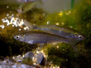 Panfish: Common Bleak (Alburnus alburnus)