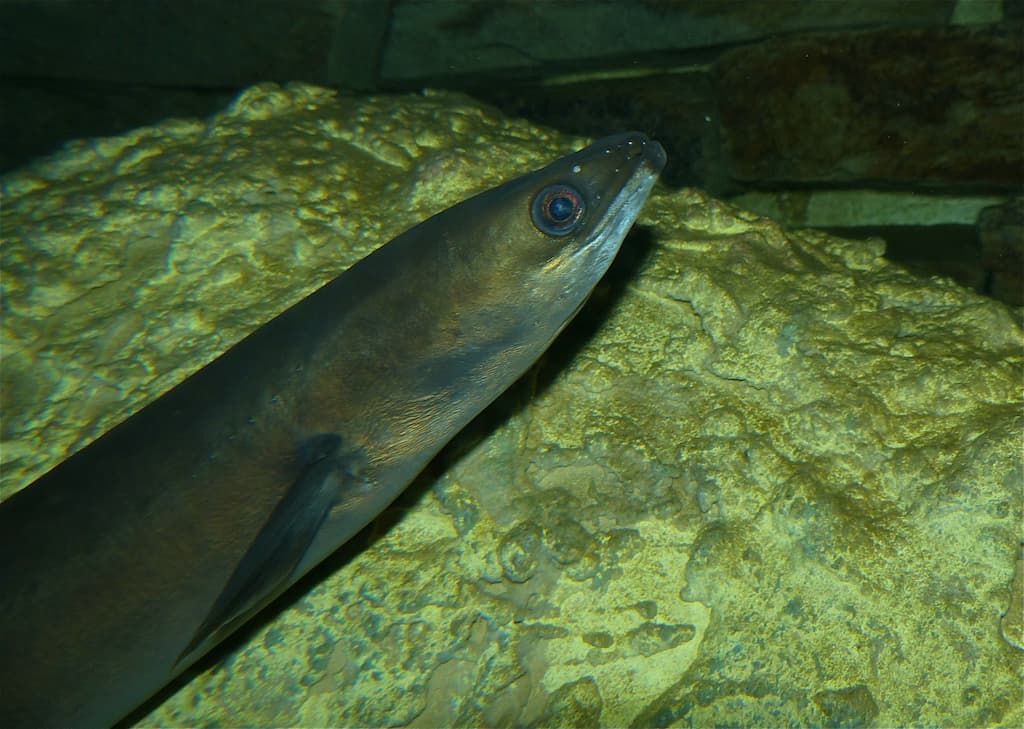 European eel (Anguilla anguilla) - Credit Bernard DUPONT on Wikimedia Commons