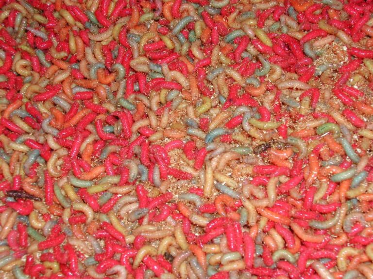 Coloured maggots - Credit The Tomasi Company
