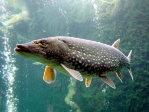 Predatory fish : Northern Pike (Esox lucius)