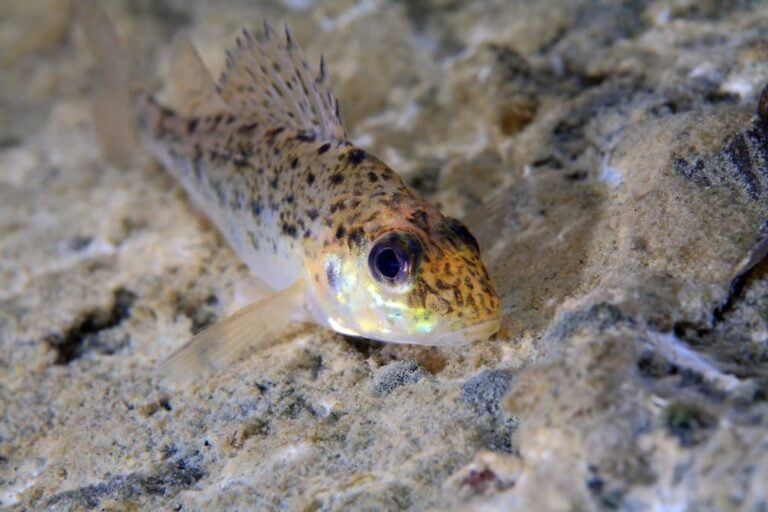 Coarse fish : Ruffe (Gymnocephalus cernua) - Billouttes.eu