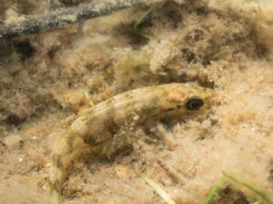Coarse Fish: Nine-spined Stickleback (Pungitius pungitius)