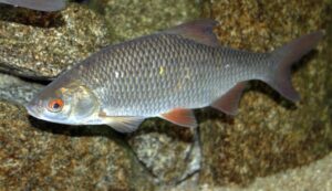 Panfish : Roach (Rutilus rutilus)