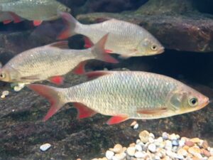 Panfish: Eurasian Rudd (Scardinius erythrophthalmus)