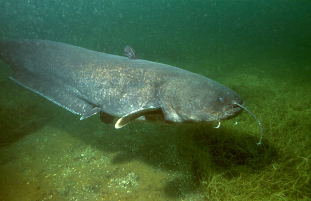 Wels catfish (Silurus glanis) - Credit Bildspende von Dieter Florian on Wikimedia Commons