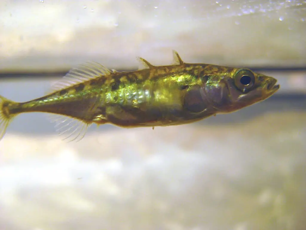Three-Spined Stickleback (Gasterosteus aculeatus) - Credit JaySo83 on Wikimedia Commons