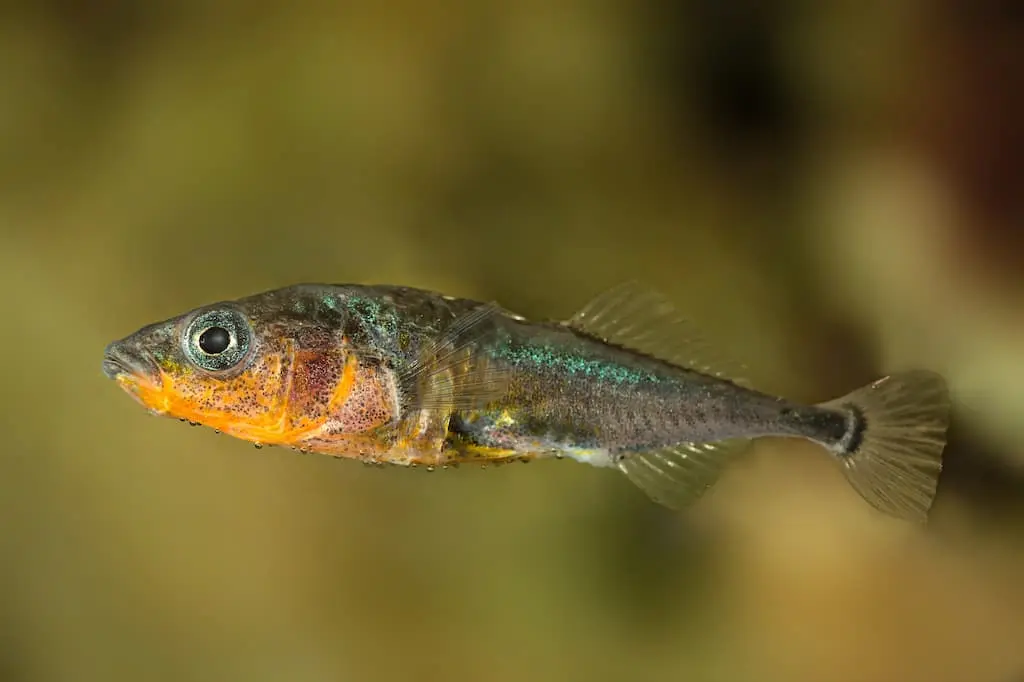 Three-Spined Stickleback (Gasterosteus aculeatus) - Credit Gilles San Martin on Wikimedia Commons - https://commons.wikimedia.org/wiki/File:Gasterosteus_aculeatus_-_Epinoche_-_Three-spined_stickleback.jpg