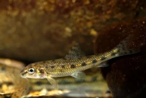 Panfish: Gudgeon (Gobio Gobio): An In-depth Description For Freshwater Fishing Enthusiasts