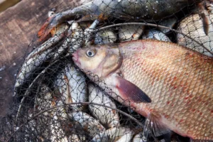 Master the Art of Fishing for Bream with a Long Pole