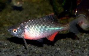 Coarse fish: European Bitterling (Rhodeus amarus)