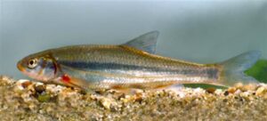 Panfish : Vairone (Telestes souffia)