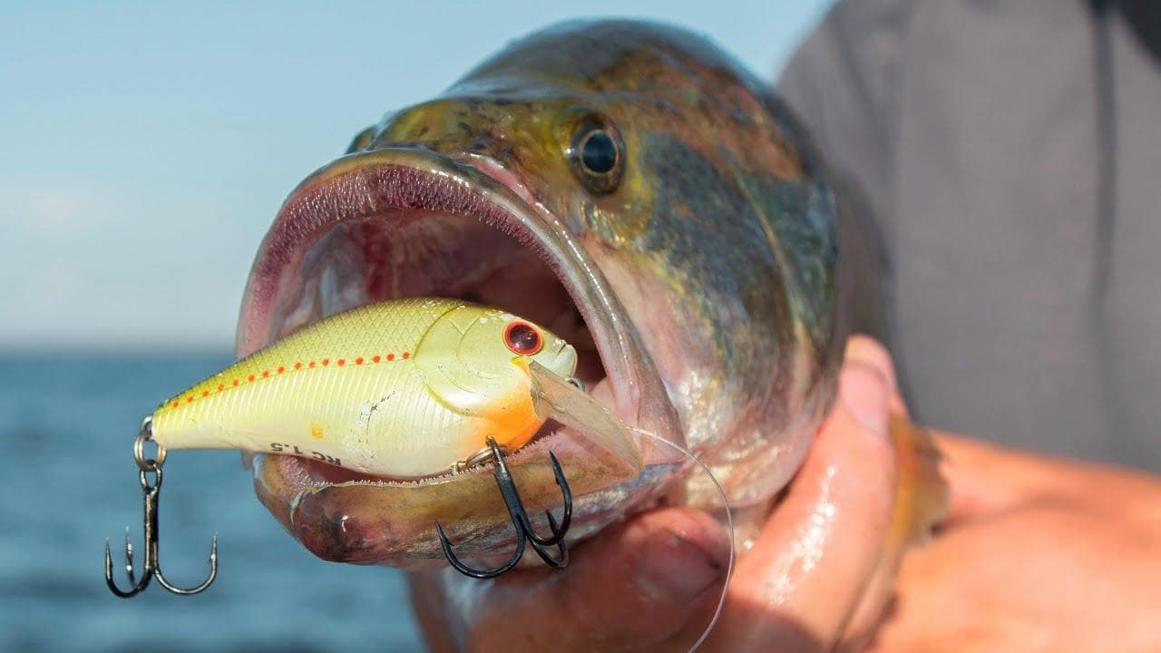 Crankbait fishing - Credit Wired2Fish - https://www.wired2fish.com/