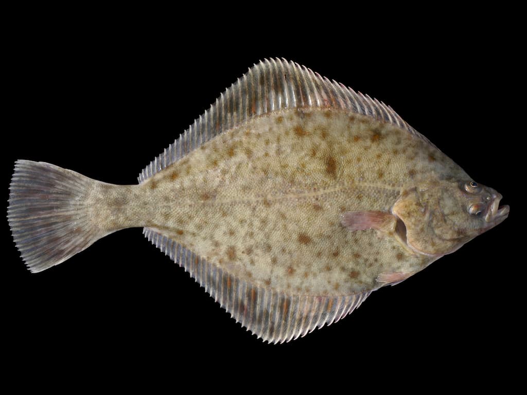 European flounder (Platichthys flesus) - Credit Hans Hillewaert on Wikimedia Commons - https://commons.wikimedia.org/wiki/File:Platichthys_flesus_1.jpg