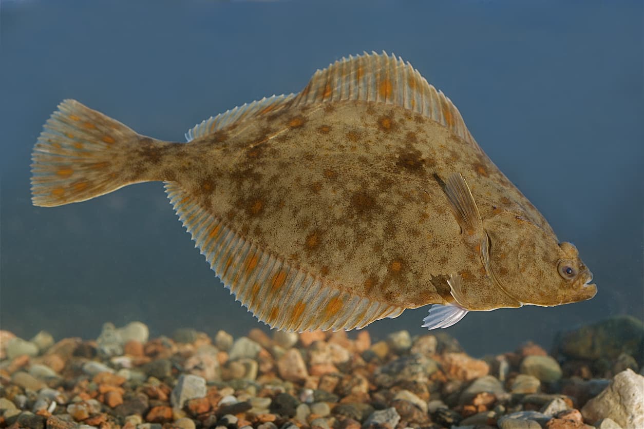 European flounder (Platichthys flesus) - Credit Tiit Hunt on Wikimedia Commons - https://commons.wikimedia.org/wiki/File:Platichthys_flesus_V%C3%A4%C3%A4na-J%C3%B5esuu_in_Estonia.jpg