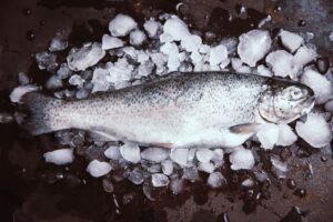 Sea trout (Salmo trutta) - Credit Wolfgang Striewski on Wikimedia - https://commons.wikimedia.org/wiki/File:Wst_meerforelle_stoer_001.jpg
