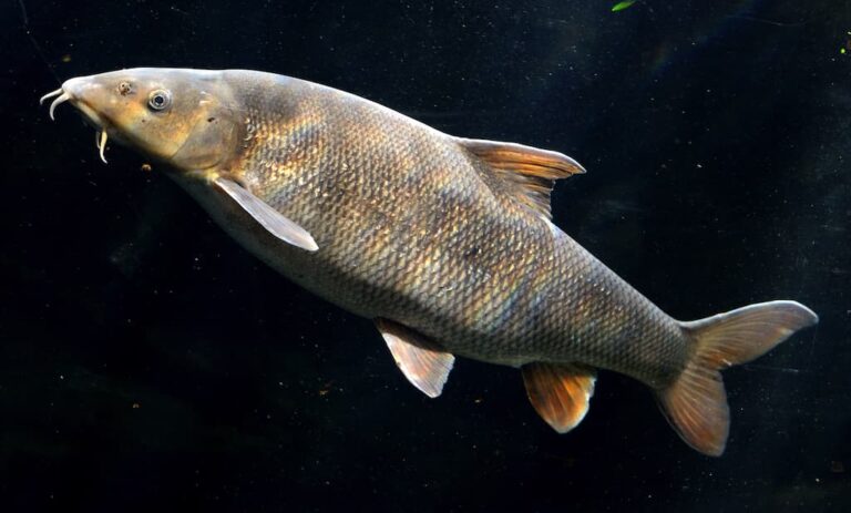 Common Barbel (Barbus barbus) - Credit Linie29 on Wikimedia Commons