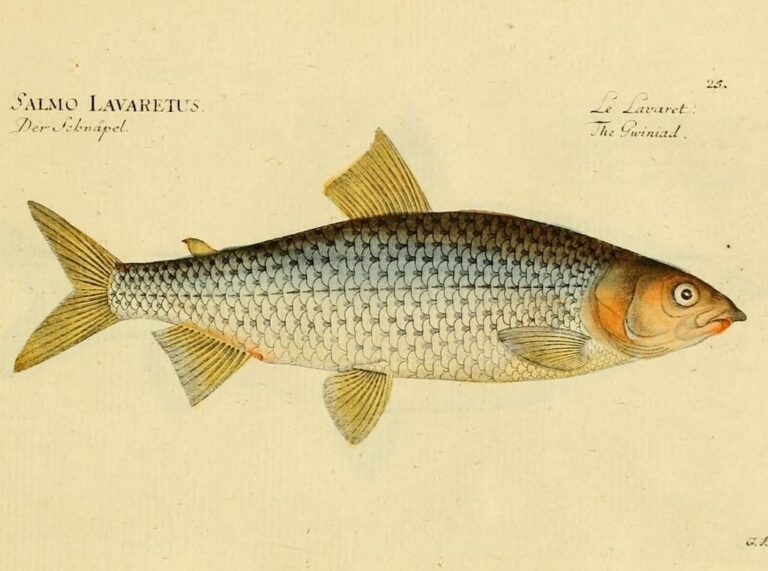 European Whitefish (Coregonus lavaretus) - Credit Biodiversity Library 