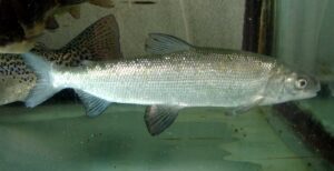 European Whitefish (Coregonus lavaretus) - Credit Apple2000 on Wikimedia Commons - https://commons.wikimedia.org/wiki/File:Coregonus_lavaretus_maraena_1.jpg