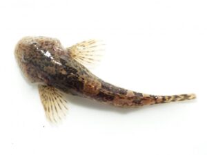 Grobfisch: Gemeiner Stierkopf (Cottus perifretum)