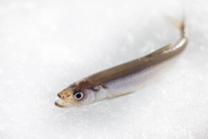 Panfish: European Smelt (Osmerus eperlanus)
