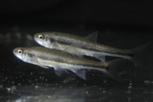 Panfish : Minnow (Phoxinus phoxinus)