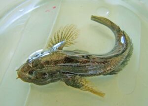 Grobfisch: Westliche Tubenose-Grundel (Proterorhinus semilunaris)