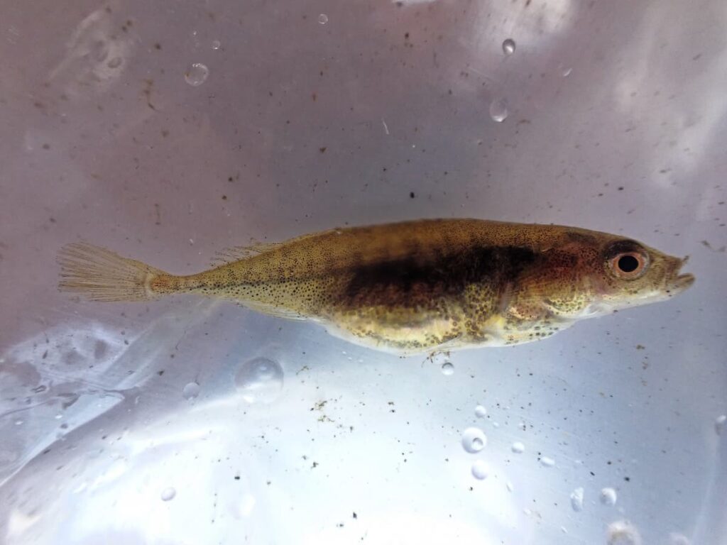 Smoothtail Ninespine Stickleback (Pungitius laevis) - An Introduction