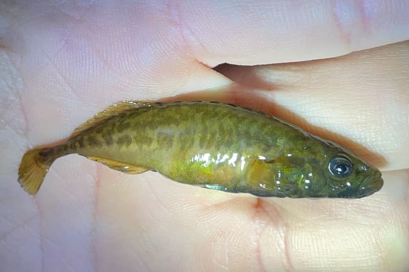 Smoothtail ninespine stickleback (Pungitius laevis) - Credit Obs41-Deyan HELOIN-27/02/2023 - https://obs41.fr/photo/P800/poissons/poissons1677745921.jpg
