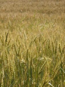 Vegetable bait : wheat grains
